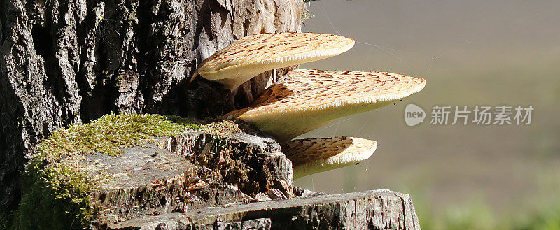 木耳(鳞Polyporus squamosus)